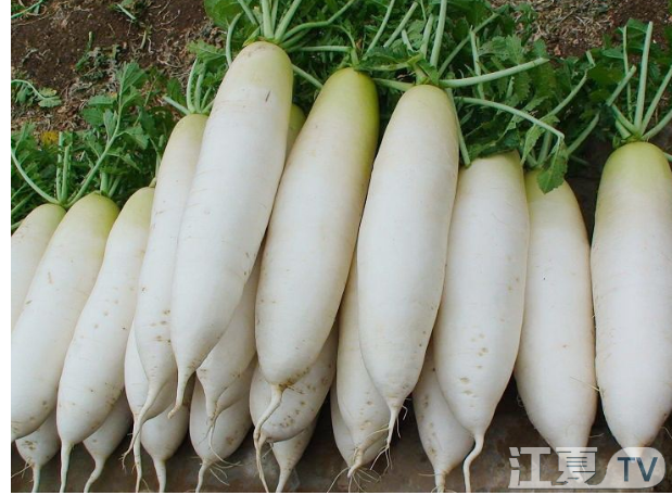 大白菜 白萝卜 新鲜上市 1元一斤隆重出产啦 实