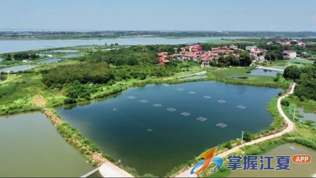 科技赋能生态渔业  聚力打造“江夏鳜”全产业链