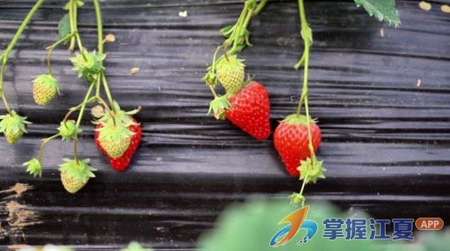 冬日 “莓” 好上线   江夏草莓抢“鲜”上市