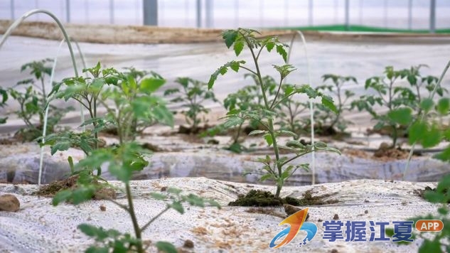 暖冬好农时 沃野种希望   江夏20万亩冬春蔬菜种植忙