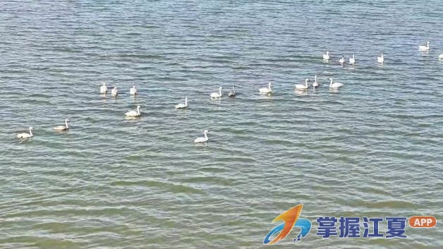 万鸟翔集冬韵美 江夏湿地迎最佳观鸟期