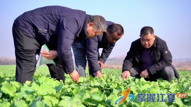 江夏区积极应对寒潮天气 保障冬季农作物安全越冬