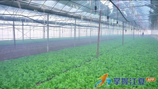 区农业农村局积极应对雨雪冰冻天气 力保农业生产