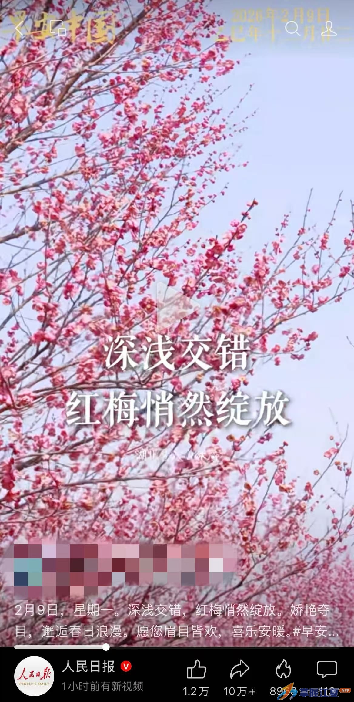 人民日报视频号“翻牌”！江夏小朱湾的梅花，凭啥刷屏？
