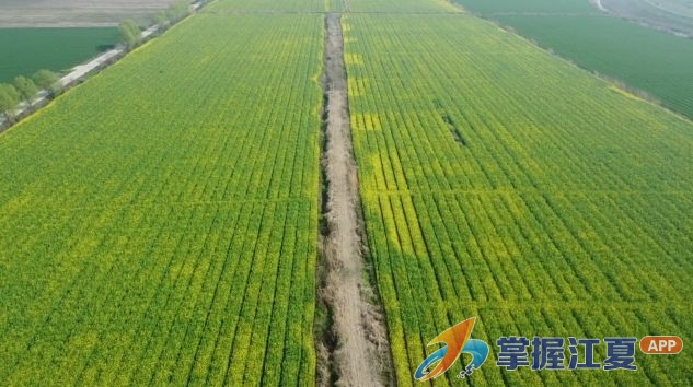 无人机“护航”田间管护 江夏筑牢夏收丰产根基