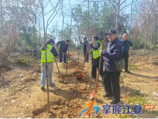 老树新枝 同根共茂 一场植树，两代人的青山答卷