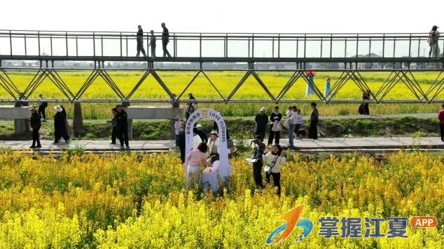 赏花海 看表演 品美食 法泗街春日文旅添活力