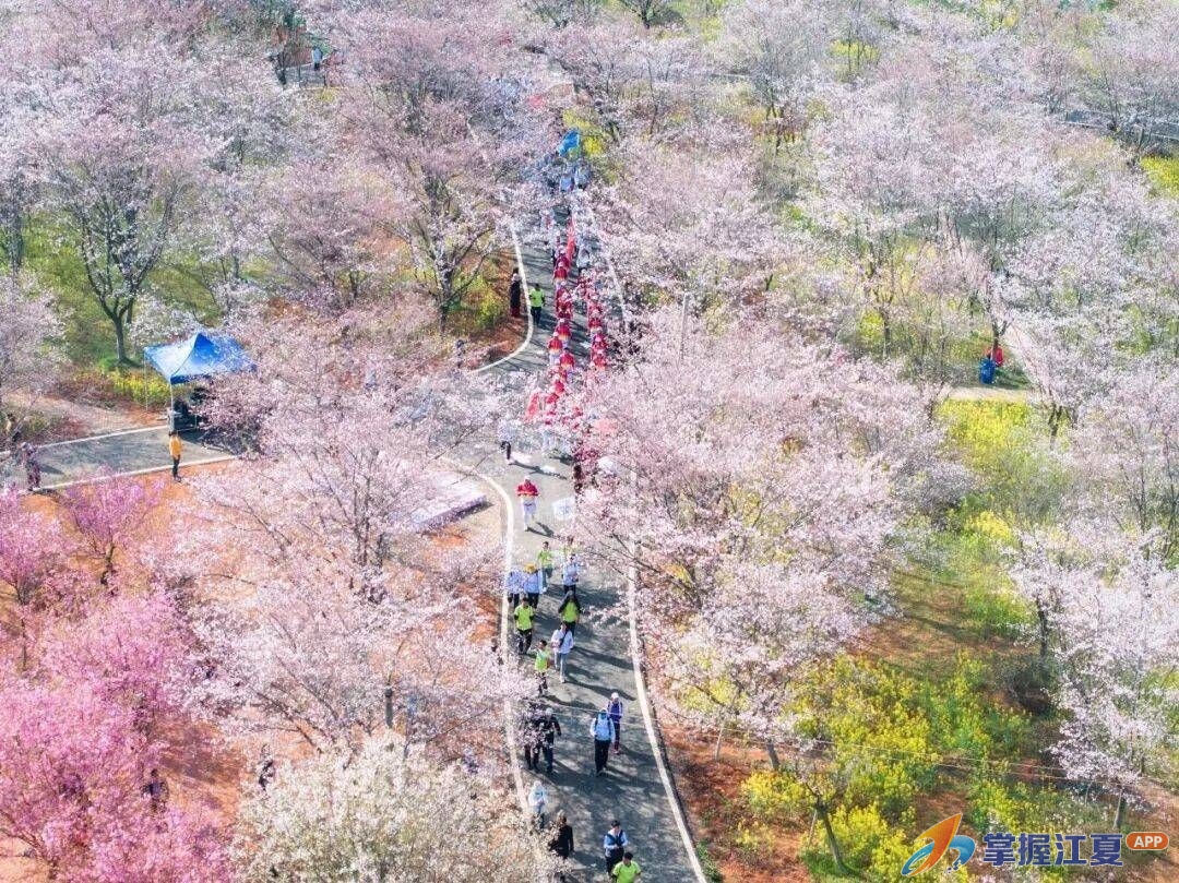 “樱”为有你，证好办成——安山市场监管所为樱花季商户上门送“照”
