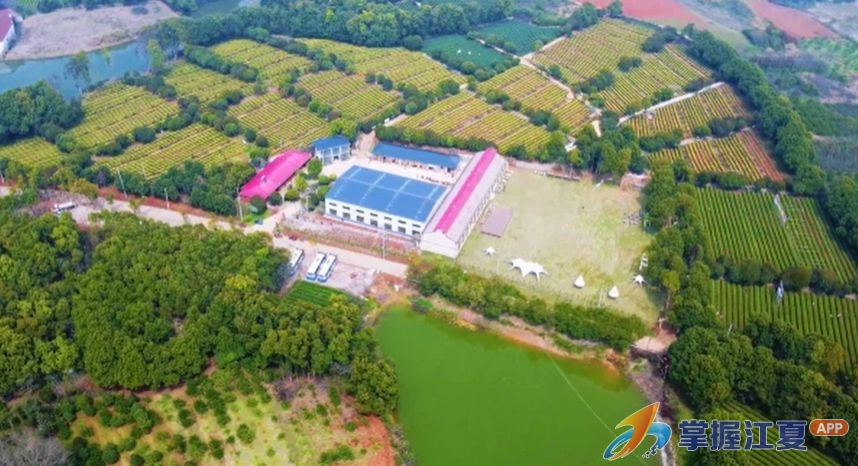 抢“鲜”上市！江夏明前茶开采正当时