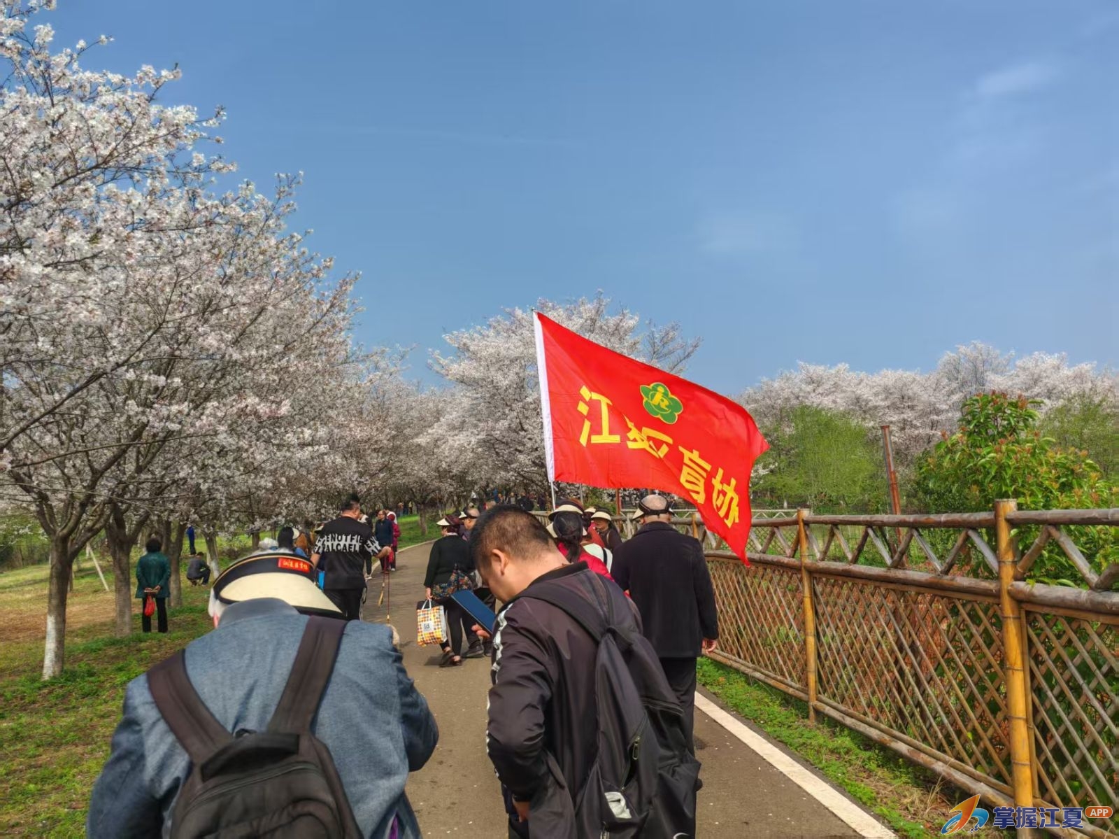 江夏区残联组织区盲人协会开展“以声为眼 赏樱踏春”助盲踏青活动