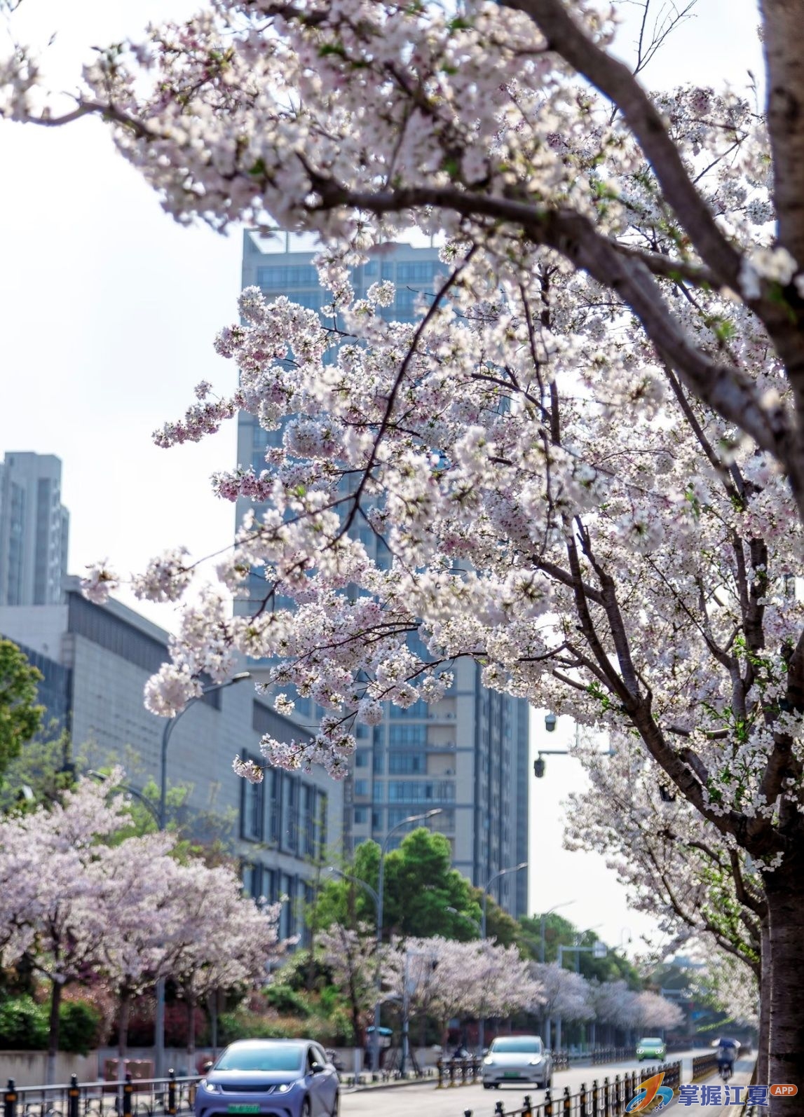江夏的春天：一半绿意 一半花事