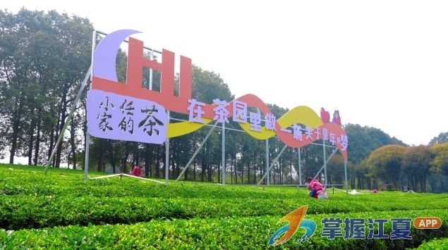 从指尖到舌尖 赴一场明前春茶之约