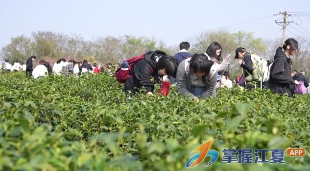 春茶飘香文旅兴 农场“转”出致富路