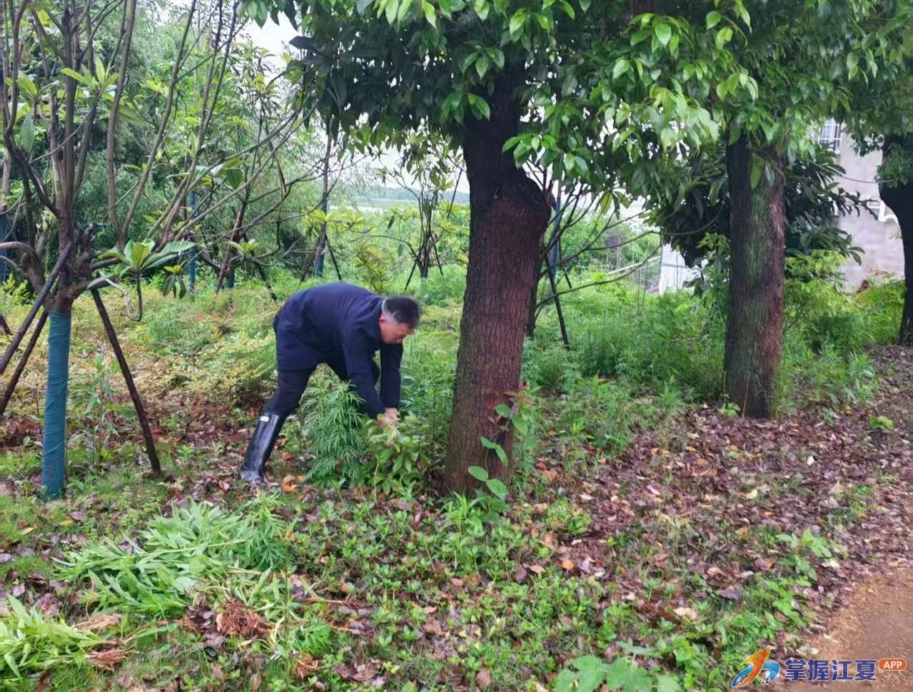拔除“一枝黄花”、清理主干道！梁子湖新华村以洁净村容迎五一