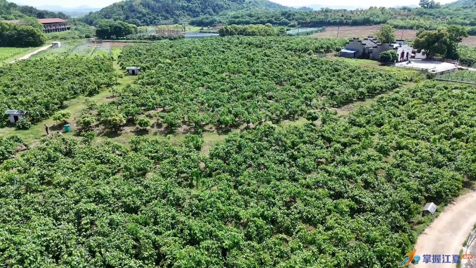 风吹紫红果满枝 江夏200亩桑葚园迎客来