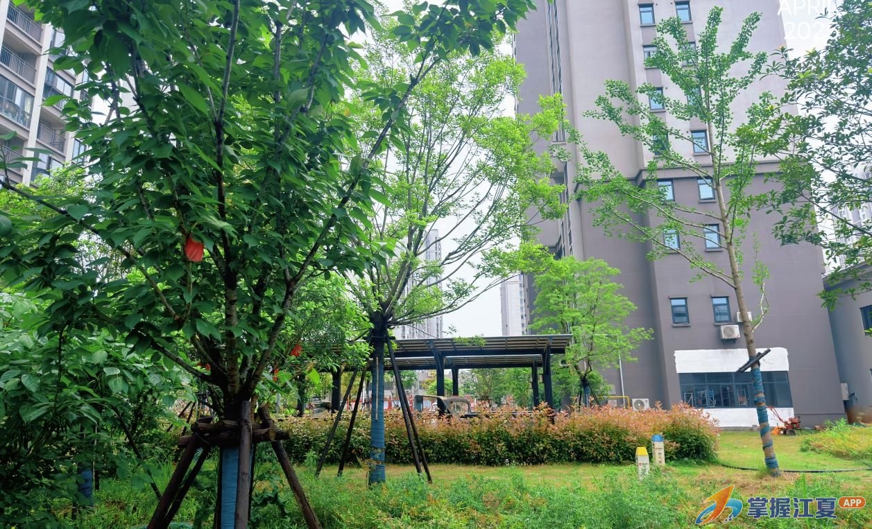600人次志愿者、76人再就业，江夏这个还建小区的红色物业凭什么？