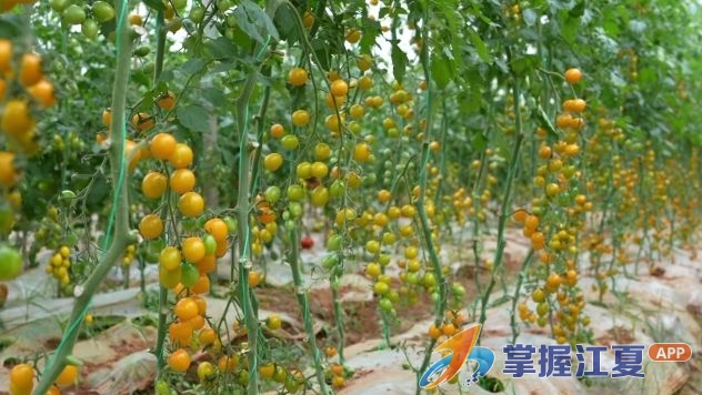 上新！江夏16种番茄新品上市  优新品种丰富市民菜篮子