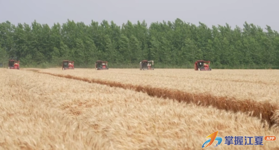 又是一年好“丰”景 江夏区1.28万亩小麦全面开镰收割