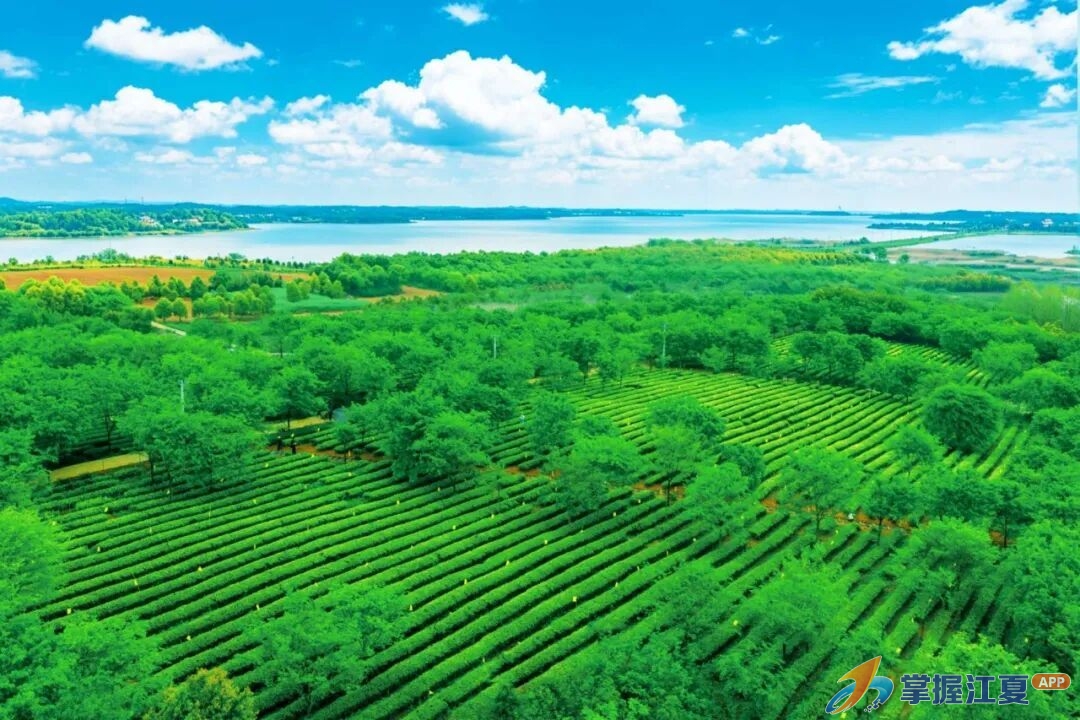从茶山到湖畔，再到一口老糕饼：江夏把生活过成了诗