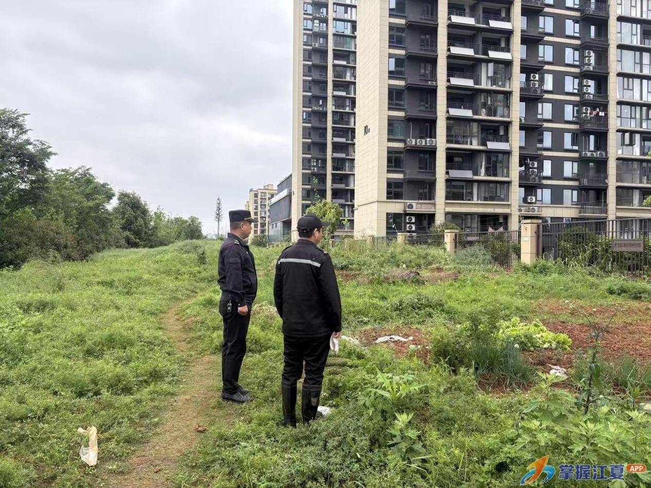 告别“斑驳菜地” 重现“绿意盎然”——江夏区集中整治毁绿种菜乱象