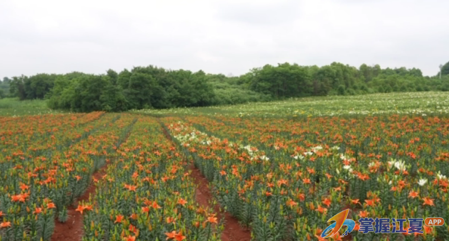 既能赏花又能入药！山坡街红旗村百合花开两种“钱”景