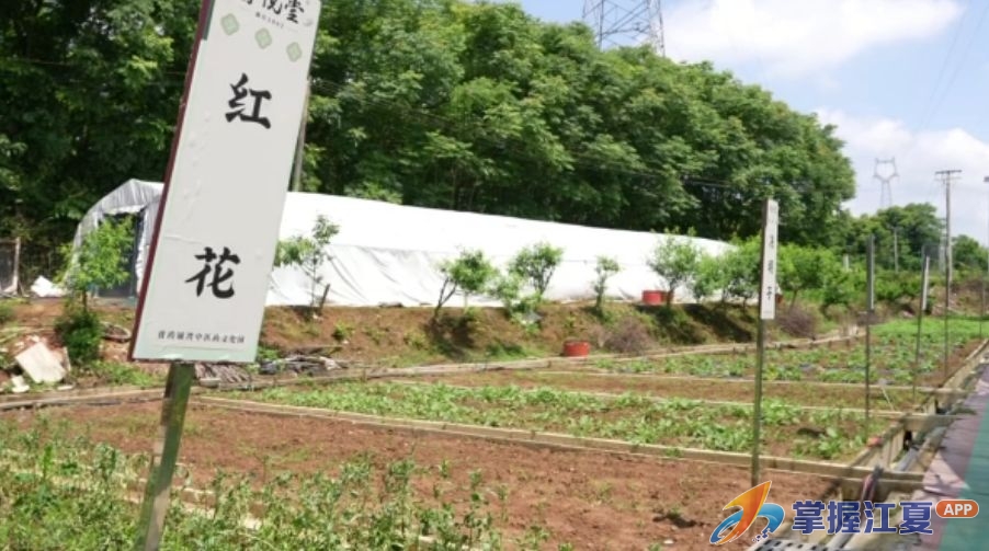 膏药铺湾进入夏收季 药香果香引客来