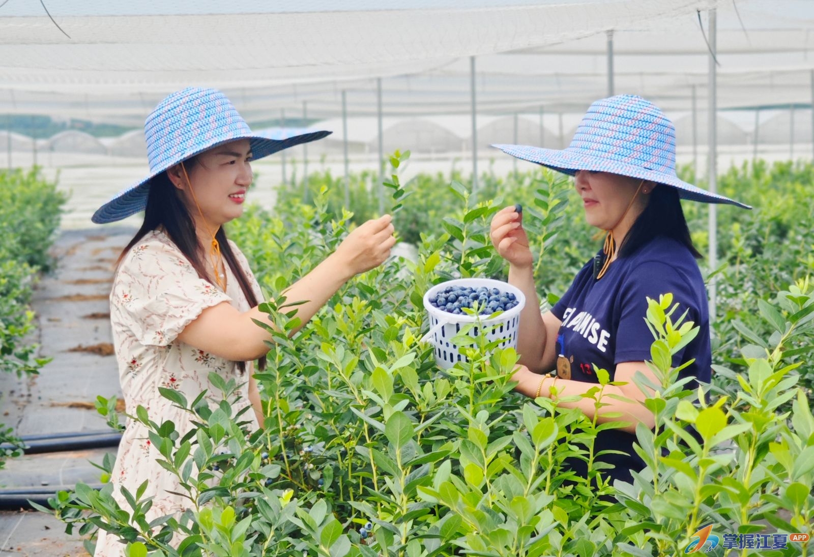什么？武汉江夏竟然藏着这么大个蓝莓园？！