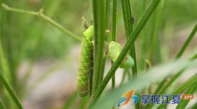 从“害虫”到“金虫”：江夏豆丹养殖闯出致富新路