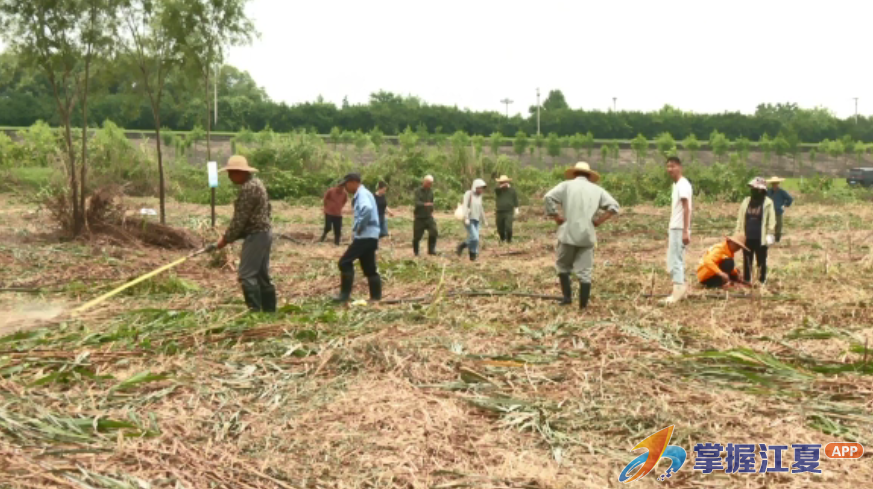 汛期血防在行动 江夏区筑牢钉螺防控安全网