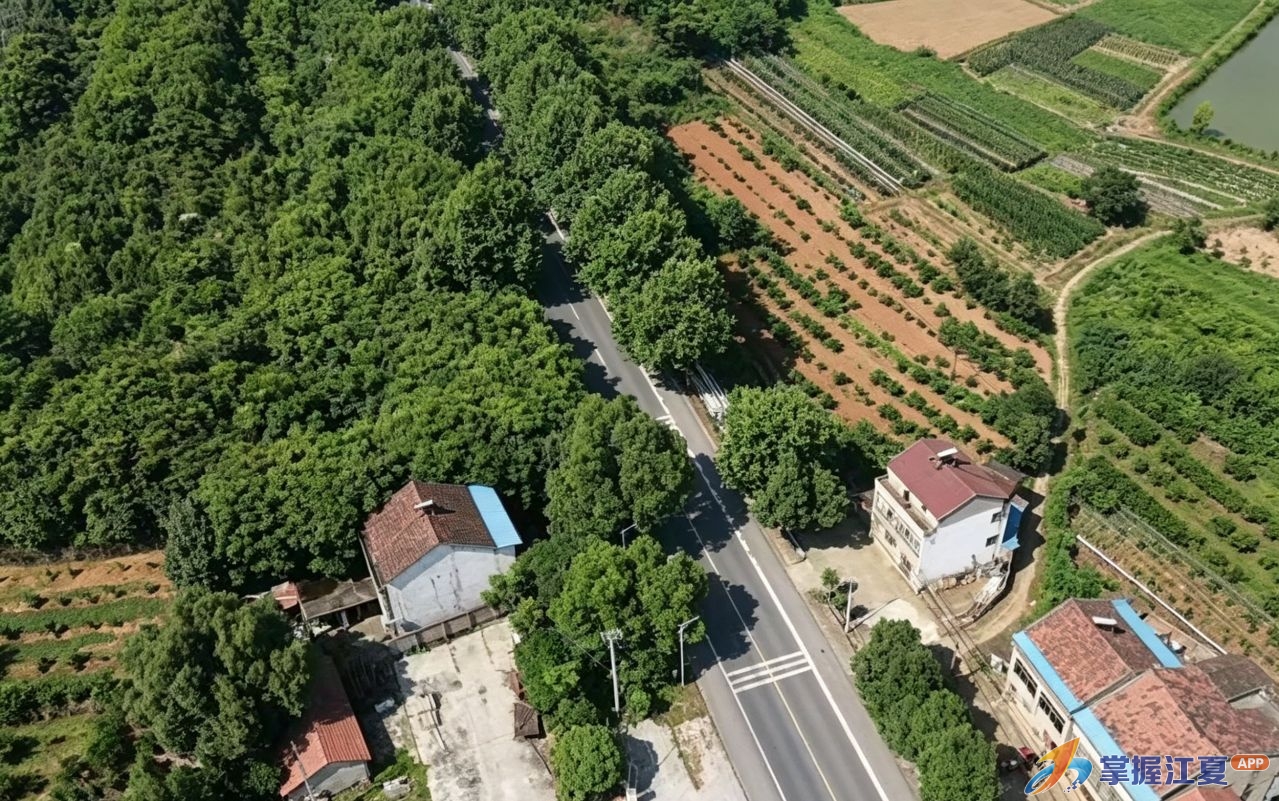 梧桐荫下拆违复绿，乌龙泉街道擦亮纸贺线“绿色长廊”高颜值