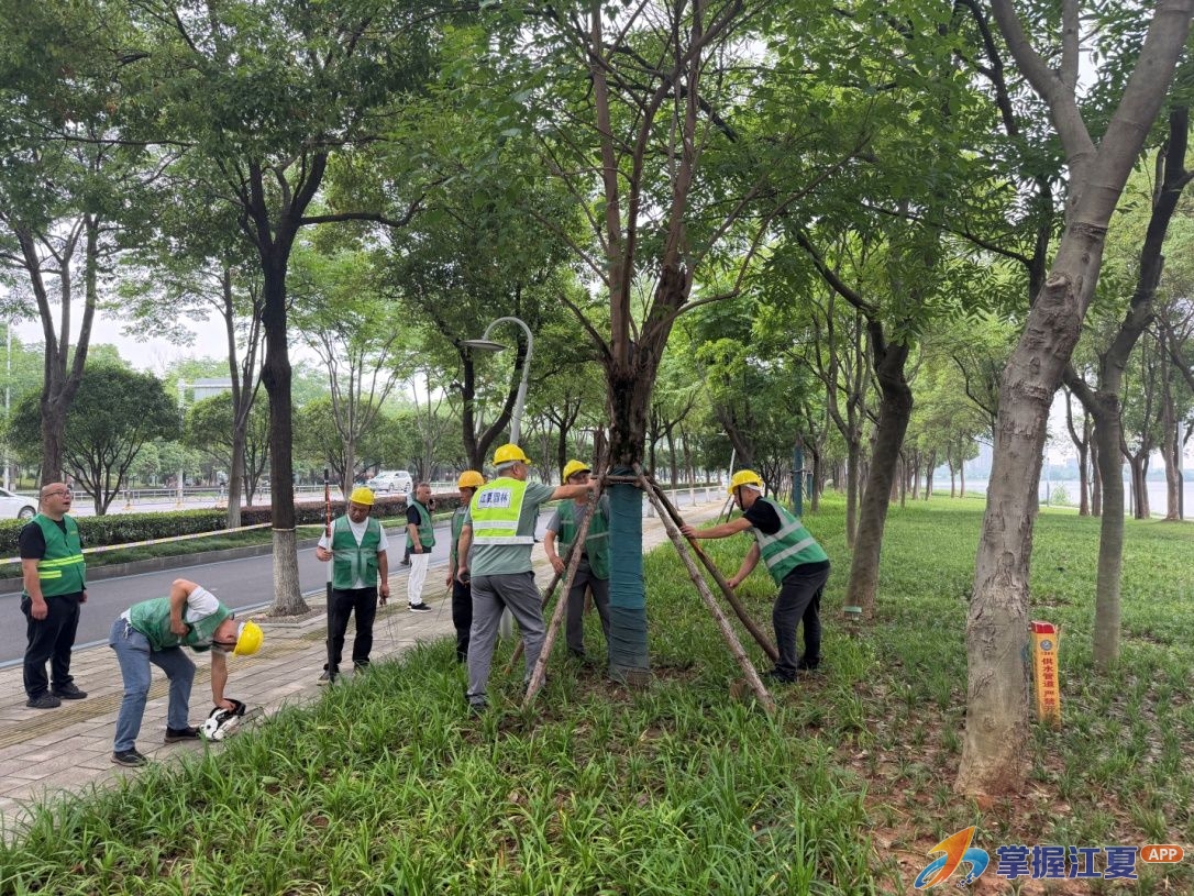 精细管护筑牢防线 实战演练守护平安——区园林和林业局抓实绿地防汛保障城市安全