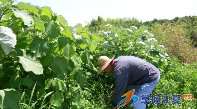 从“求学草”到产业新枝 湖泗苎麻地织出新光景