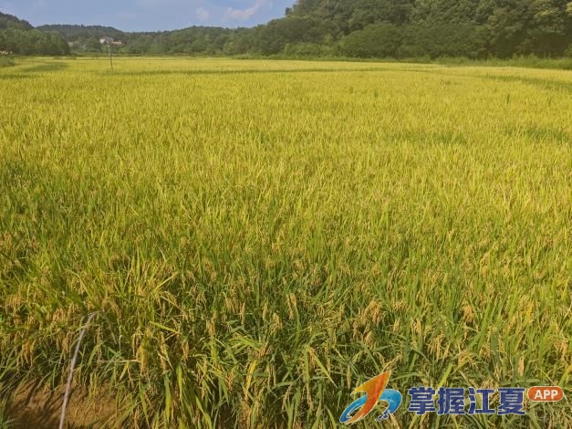 稻浪翻金收割忙！梁子湖梁湖村优质早稻示范田开镰丰收