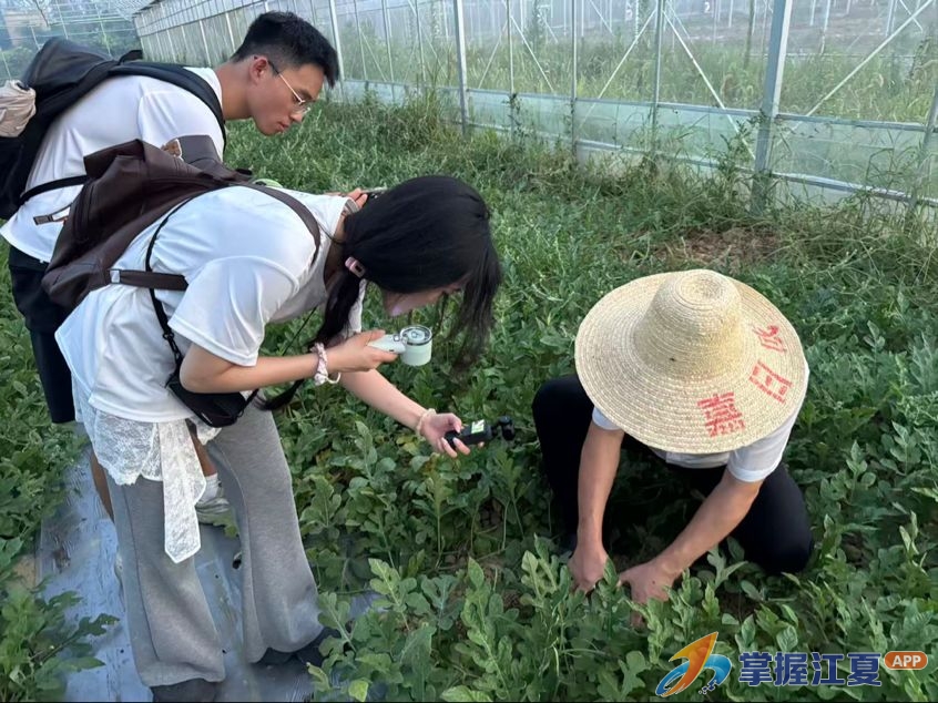镜头传果香 青年助瓜销｜湖大拾艺筑乡以新媒体推广土地堂黄瓤西瓜