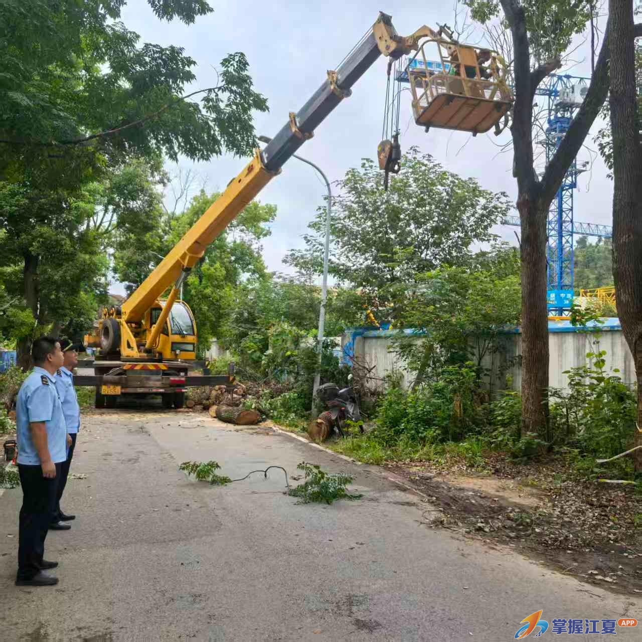 清障除患解民忧 守护平安暖人心——纸坊街道高效处置枯树安全隐患获群众点赞