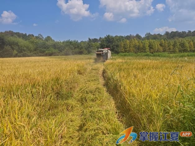 稻浪飘香迎丰收 轮作赋能促振兴