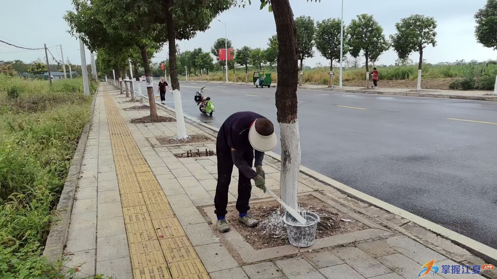 美化市容迎国庆 护绿防虫在行动 —— 金水办事处开展主干道行道树涂白除虫工作