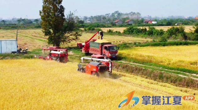 《秋日好“丰”景》金秋稻香满金口 4万亩中晚稻抢收烘干忙